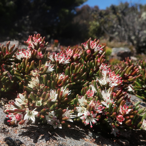 Spreading waxflower (Leionema montanum)
