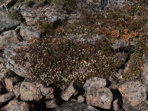 Image of Leionema montanum by no rights reserved
