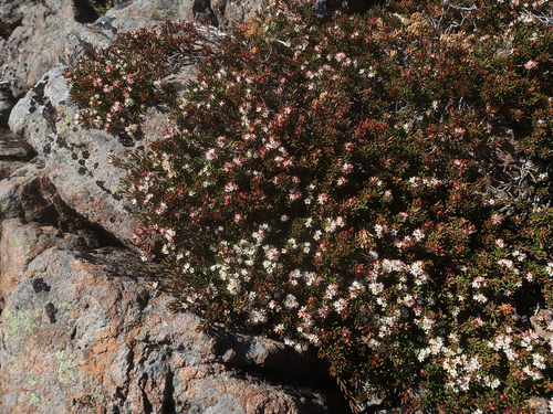 Image of Leionema montanum by no rights reserved