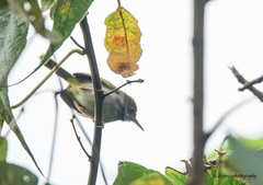 Orthotomus atrogularis