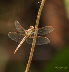 Neurothemis intermedia