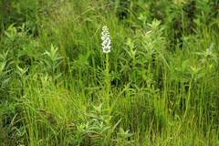 Platanthera hologlottis