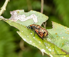 Mogannia saucia