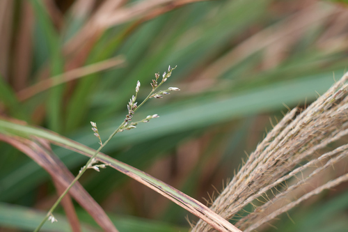 Setaria plicata iNat (3)