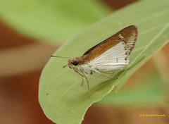 Iton semamora