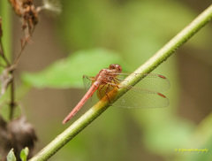 Neurothemis intermedia