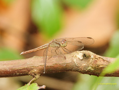 Neurothemis intermedia