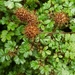 Acaena anserinifolia - Photo (c) Chris Ecroyd, μερικά δικαιώματα διατηρούνται (CC BY-NC), uploaded by Chris Ecroyd