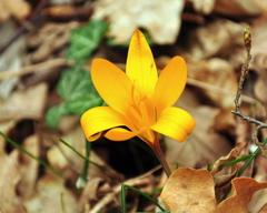 Crocus angustifolius