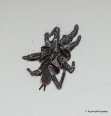 Selenocosmiinae