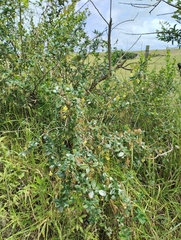 Laurustinus Barberry (Berberis laurina)