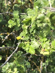 Ribes quercetorum