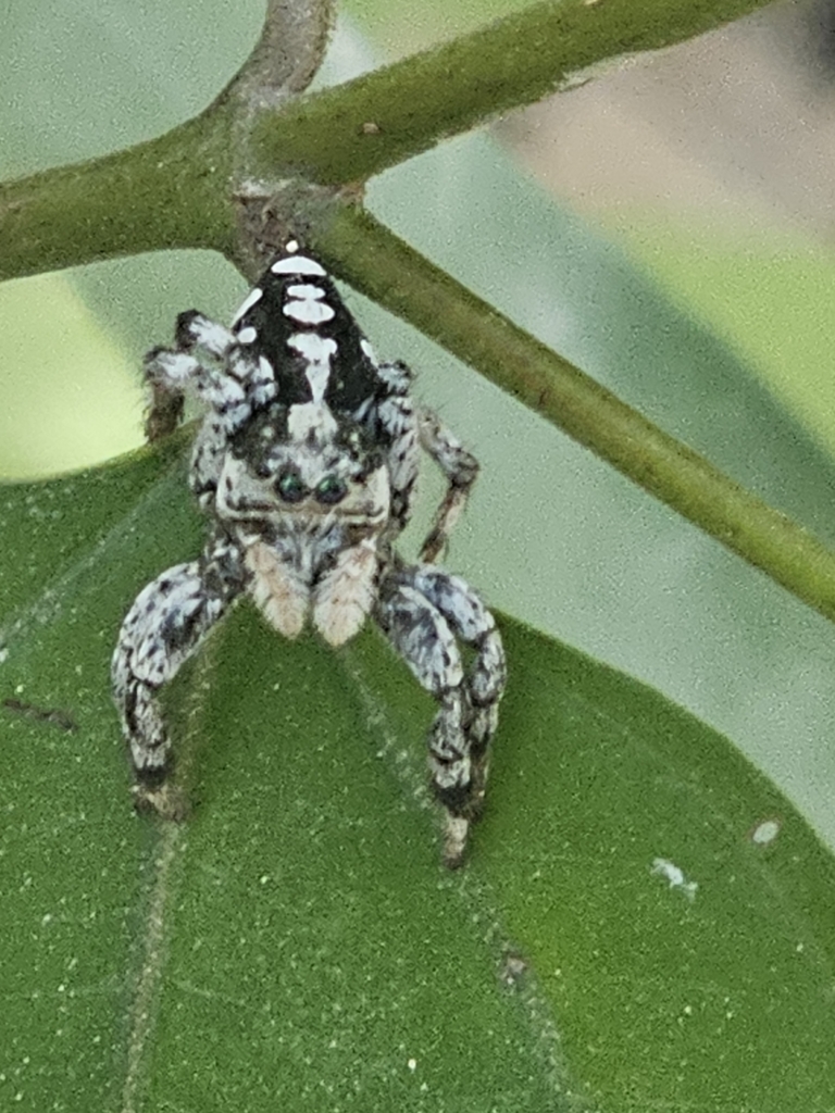 jumping spiders