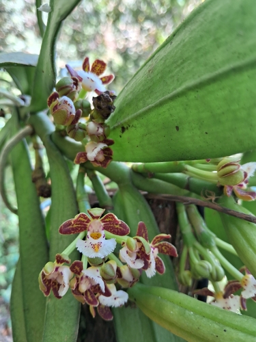 Gastrochilus dasypogon, 2023-11-06