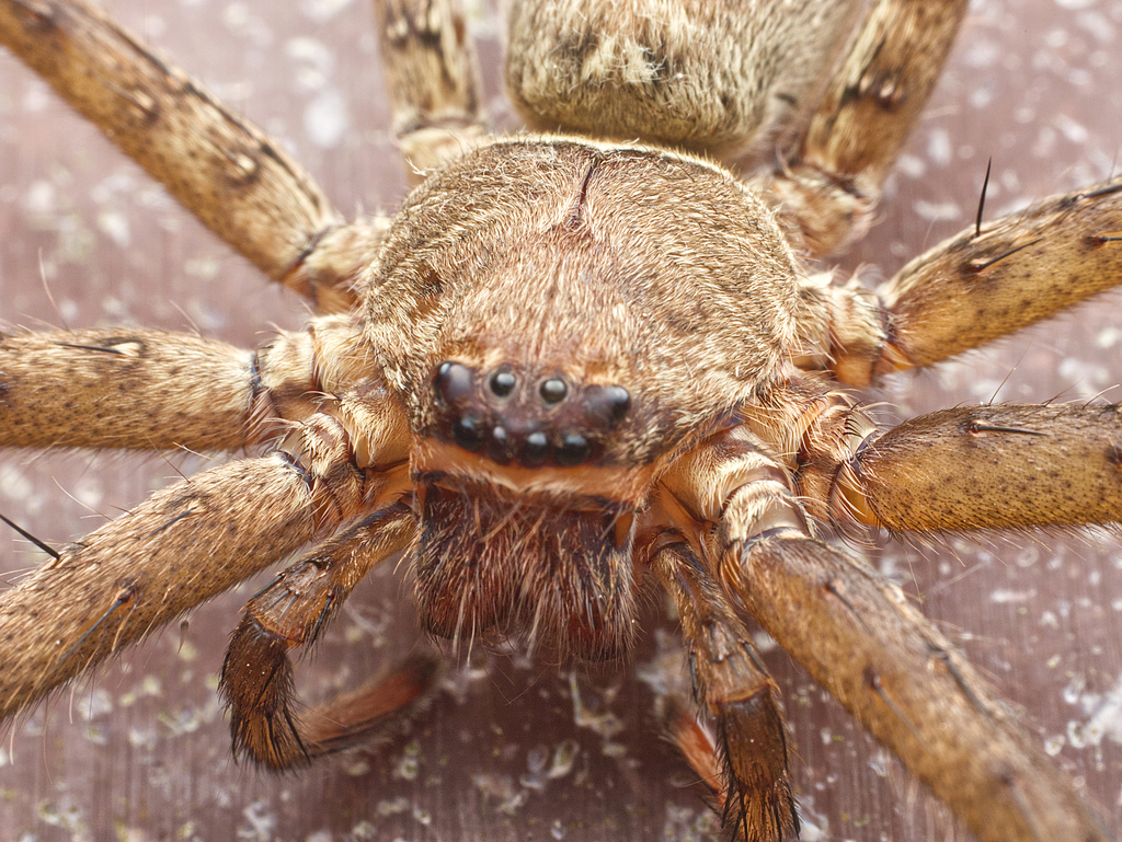 Pantropical Huntsman Spider from Sai Kung, Hong Kong on November 10 ...