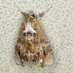 Arrade leucocosmalis