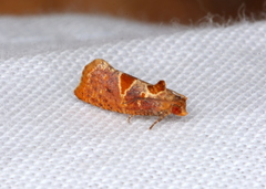 Glyphidoptera insignana
