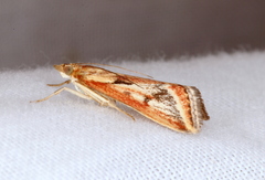 Achyra massalis