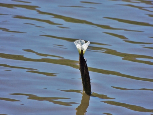 White Waterpistol (Ottelia muricata)