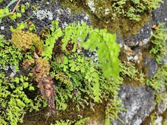 Adiantum concinnum image