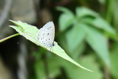 Celastrina lavendularis