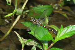 Paragomphus capricornis