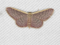 Idaea costaria