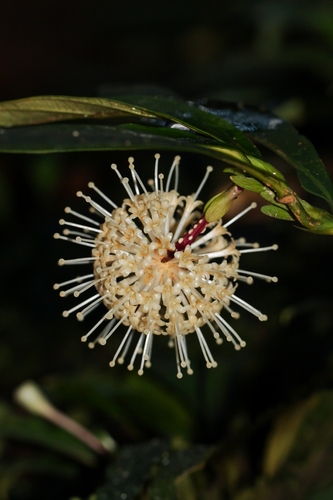Myrmeconauclea strigosa observed 2023-11-13