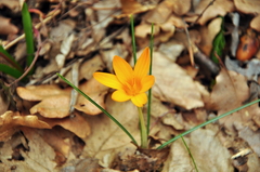 Crocus angustifolius