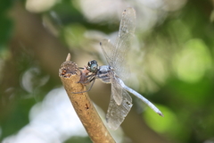 Orthetrum poecilops