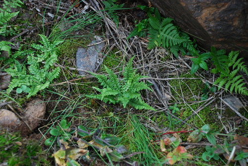 Asplenium incisum iNat (1)