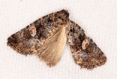 Condica macrosema
