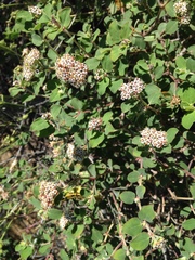 Euphorbia tomentulosa