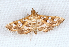 Sameodes iolealis