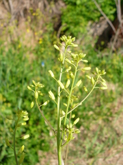 Sisymbrium volgense