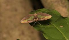 Hypochrosis cryptopyrrhata