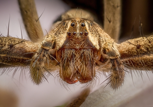 European Nursery Web spider, photo 8 of 9