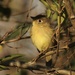 Pacific-slope Flycatcher - Photo (c) Ty Smith, some rights reserved (CC BY-NC), uploaded by Ty Smith