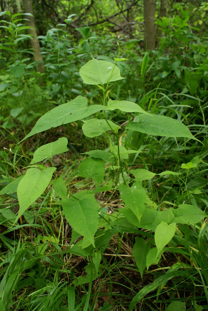 Persicaria dissitiflora