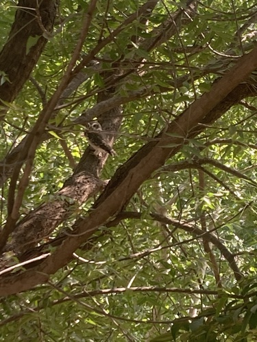 Spotted Owlet