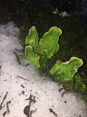 Peltigera britannica