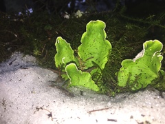 Peltigera britannica