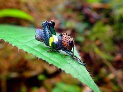 Althaemenes maculalutea