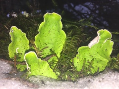 Peltigera britannica