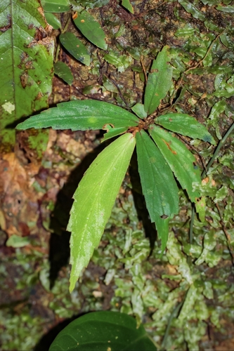 Begonia cyanescens
