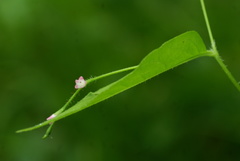 Persicaria dissitiflora