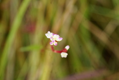 Persicaria hastatosagittata