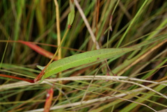 Persicaria hastatosagittata
