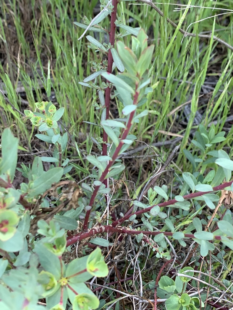 carnation spurge (Invasive/Noxious Plants) · iNaturalist
