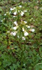 Cardamine scutata